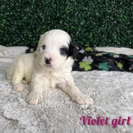 Violet girl - Black and white female Bernedoodle puppy in Modesto, California from Two Doods Doodles