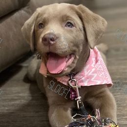 Dilute Retrievers and Labrador Retrievers from Silver Labs of Central Florida