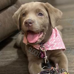 Dilute Retrievers and Labrador Retrievers from Silver Labs of Central Florida