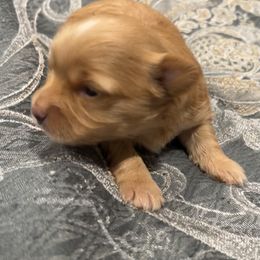 Ginger - Tan and white female Yorkshire Terrier puppy in Crossville, Tennessee from Lil Britches Yorkies
