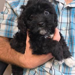 Bisket - Black and white male Cavapoo puppy in Arkansas from Brew House
