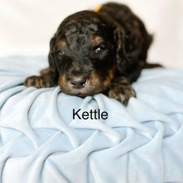 Kettle - Phantom male Goldendoodle puppy in Pasco, Washington from Camp Doodle Woods