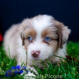 Miniature American Shepherd Puppies from Great Companions MAS