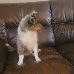 Yuki - White blue merle and tan female Shetland Sheepdog puppy in Taylorville, Illinois from Kountry Home Shelties