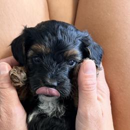 Cavapoos, Goldendoodles, Maltipoos, and Poodles from The Golden Rule Doodles and Poos