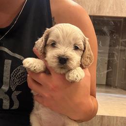 Lavender - Red roan female Cockapoo puppy in Colorado Springs, Colorado from Colorado Cockapoos