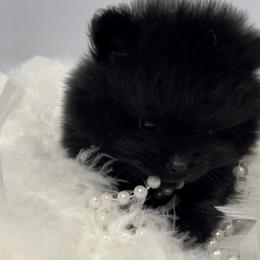 Pomeranian Puppies from Silver’s Reigning Heir Poms