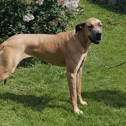 Lucy - Great Dane
