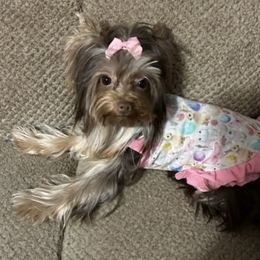 Precious - Yorkshire Terrier