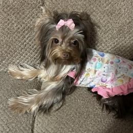 Precious - Yorkshire Terrier