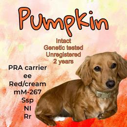Pumpkin - Red female Dachshund puppy in Osage, Oklahoma from Vandruff Creek Mini Dachshunds