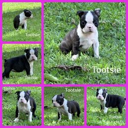 Boston Terrier and English Springer Spaniel Puppies from Trail’s End Boston Terriers