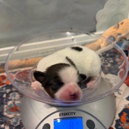 Chestnut (Chester) - White and sable male Papillon puppy in Coatesville, Indiana from Wendy’s Wings
