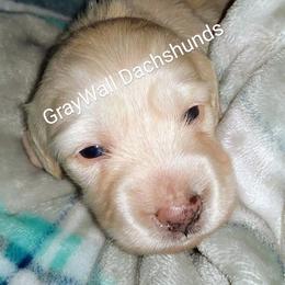 Dachshund Puppies from Gray Wall Dachshunds