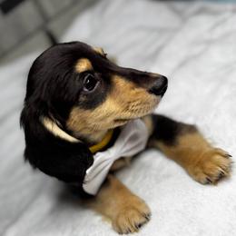 Copper - Black and cream male Dachshund puppy in Auburndale, Florida from Doxster Dachshunds