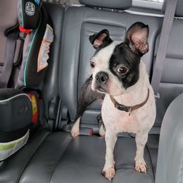 Cruella - Boston Terrier