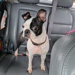 Cruella - Boston Terrier
