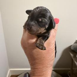 Bang - Dapple male Dachshund puppy in Brashear, Texas from Shepherds Run Miniature Dachshunds