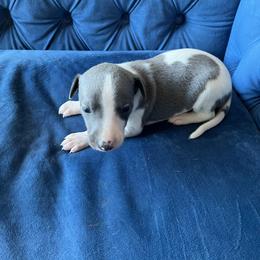 Guster - White and blue male Whippet puppy in Clinton, Tennessee from Ivanhoe Borzoi
