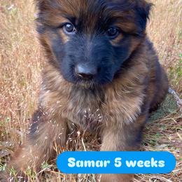 Samar - Sable male German Shepherd puppy in Cave Junction, Oregon from Faith Shepherds