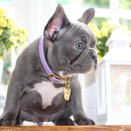 French Bulldog Puppies from 5th Avenue French Bulldogs