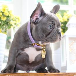 French Bulldog Puppies from 5th Avenue French Bulldogs