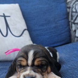 Jenny - Black brown and white female Basset Hound puppy in Fort Leonard Wood, Missouri from Ozark Hounds
