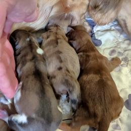 Girl 1 - Cream female Dachshund puppy in Mt. Sterling, Illinois from Doxie Do's