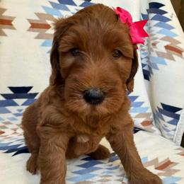Aloha (Pink collar girl) - Red  female Goldendoodle puppy in Phelan, California from High Desert Doodles - the original