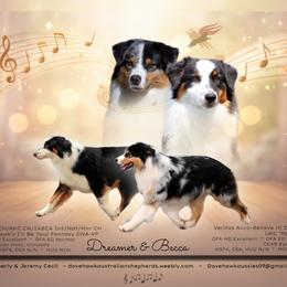Australian Shepherd puppies from Dovehawk Australian Shepherds