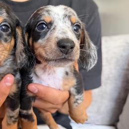 Duke - Dapple male Dachshund puppy in Los Angeles, California from Dachshunds of the Desert