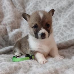 American Corgi and Pembroke Welsh Corgi Puppies from J&T Turnbull Corgis