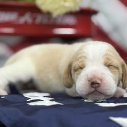 AKC Noodle - Red and white male Beagle puppy in Chillicothe, Missouri from Tymber Lake Beagles