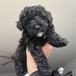 Goldendoodle Puppies from Our Darling Doodles