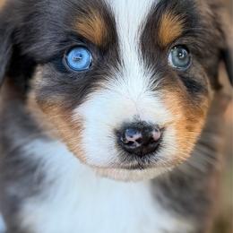 Boy 2 - Blue merle male Australian Shepherd puppy in Oakridge, Oregon from Middle Fork Australian Shepherds