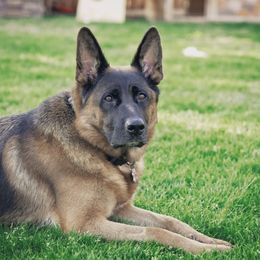 Libby  - German Shepherd