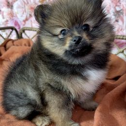 Sable baby boy - Wolf sable male Pomeranian puppy in Newport News, Virginia from Nel’s designer Pomeranians