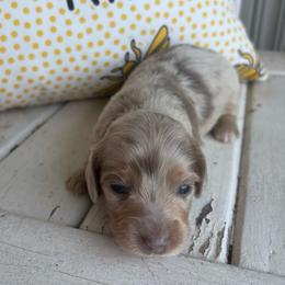 Hershey - Dapple female Dachshund puppy in Dobson, North Carolina from Oakleys Dachshund Haven