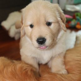 Golden Retriever All Grown Up from Life is Golden