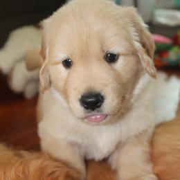 Golden Retriever All Grown Up from Life is Golden