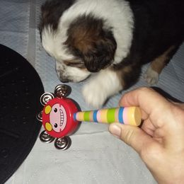 English Shepherd Puppies from ThreeDarkBays English Shepherds