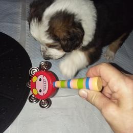 English Shepherd Puppies from ThreeDarkBays English Shepherds