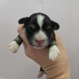 Black tan point girl - Black and tan female Havanese puppy in Vinita, Oklahoma from Locust Creek Shih Tzu & Havanese