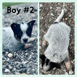 Boy 2 - Blue speckled male Australian Cattle Dog puppy in Prague, Oklahoma from S&B Cattle Co.