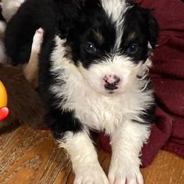 Australian Shepherds from Misty Feather Aussies