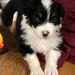 Australian Shepherds from Misty Feather Aussies