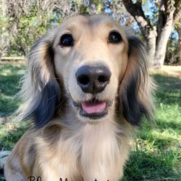 Zeus - Dachshund