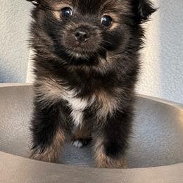 Tux - Black parti male Pomeranian puppy in Costa Mesa, California from Wheresmil0