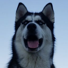 Siberian Huskies from Wild and Wonderful Siberian Huskies