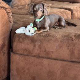 Luna - Dachshund